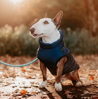 The Best Dog Water Bottles & Winter Jackets for Dogs: The Ultimate Guide to Keeping Your Dog Comfortable The Best Dog Water Bottles & Winter Jackets for Dogs: The Ultimate Guide to Keeping Your Dog Comfortable